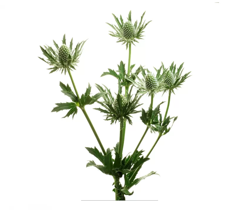 The Quest for Eryngium Questar® Part 2 Marginpar
